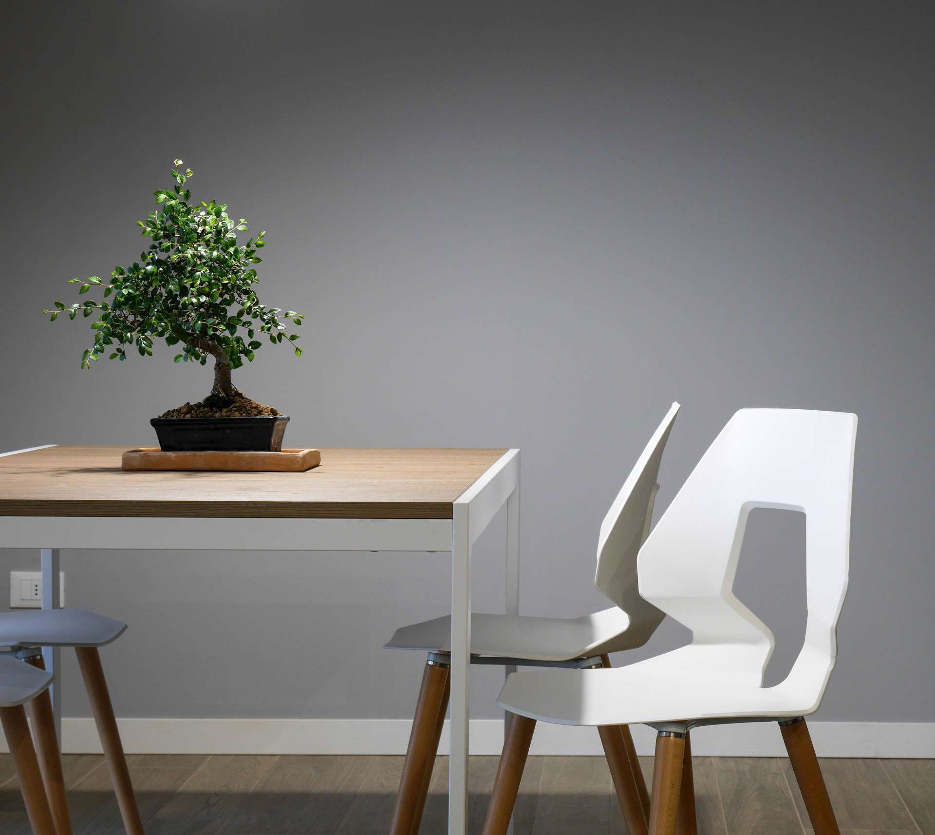 A small potted bonsai tree sits on a wooden table next to two modern white chairs, set against a plain gray wall and wooden floor in a minimalist room.